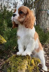 Cavalier King Charles Spaniel (1 foto / 10)