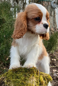 Cavalier King Charles Spaniel (3 foto / 10)