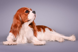 Cavalier King Charles Spaniel (6 foto / 10)