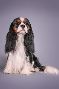 Cavalier King Charles Spaniel (10 foto / 10)