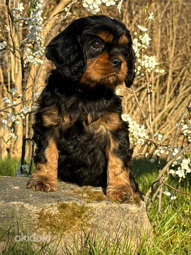 Cavalier King Charles Spaniel