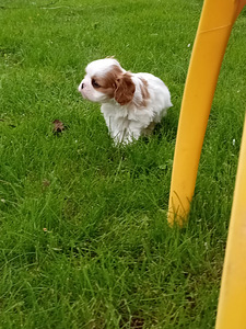 Cavalier King Charles Spaniel (5 фото из 10)