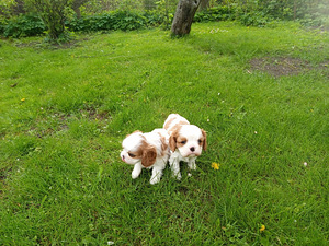 Cavalier King Charles Spaniel (9 фото из 10)