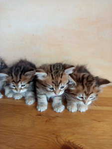 Siberian