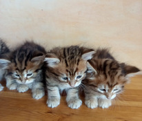Siberian