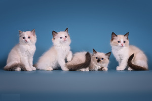 Ragdoll