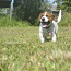 Jack Russel Terrier (foto #2)