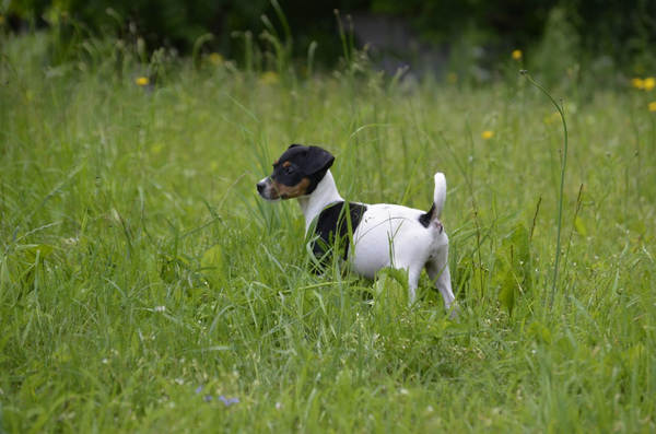 Jack Russell Terrier