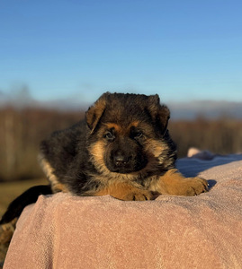 Saksanpaimenkoiran pennut (6 valokuva sivusta 10)