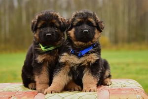 Saksanpaimenkoiran pennut (1 valokuva sivusta 10)