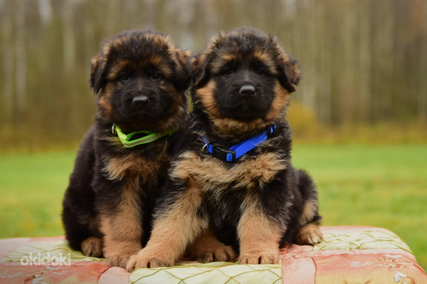 Saksanpaimenkoiran pennut