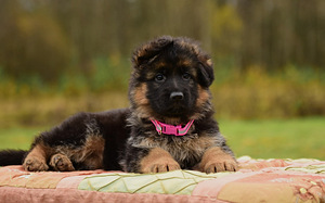 Saksanpaimenkoiran pennut (5 valokuva sivusta 10)