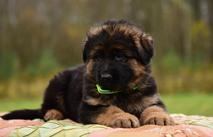 Saksanpaimenkoiran pennut (6 valokuva sivusta 10)