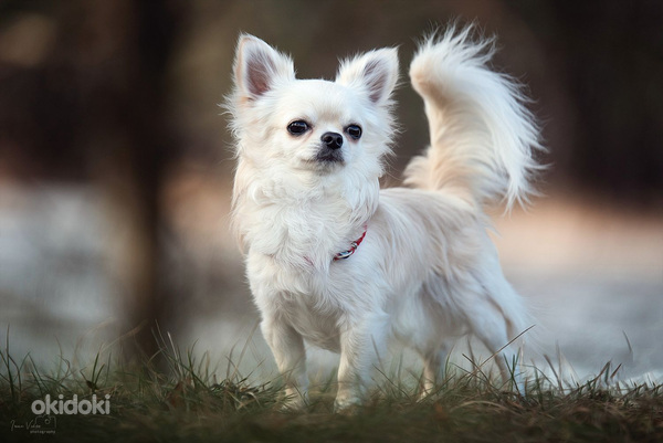 Chihuahua kutsikad (foto #8)