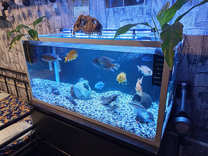 Soome akvaarium 120 liitrit (4 foto / 4)