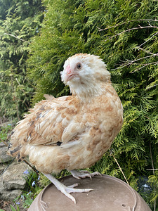 Ameraucana noorpaar-sinised munad (4 foto / 6)
