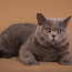 Клубный британский кот приглашает на вязку (фото #5)
