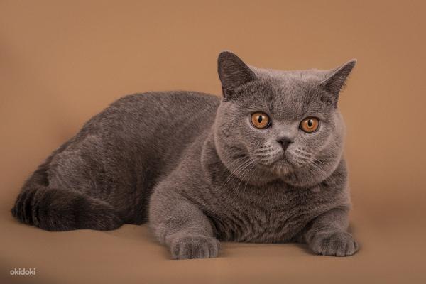 Клубный британский кот приглашает на вязку (фото #5)