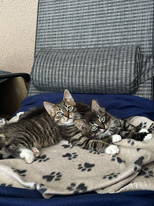Котенок/ kassipoeg (1 фото из 5)