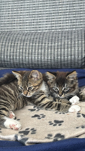 Котенок/ kassipoeg (2 фото из 5)