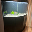 Akvaarium Juwel Trigon 350 LED koos tehnikaga -60%! UUS HIND (foto #4)