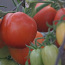 Produktiivsete tomatisortide kvaliteetsed seemikud (foto #2)