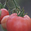 Качественная рассада урожайных сортов томатов (фото #3)