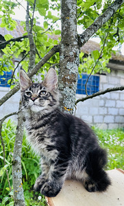 Котята мейн кун (2 фото из 8)