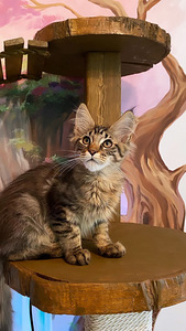 Котенок мейнкун (1 фото из 4)