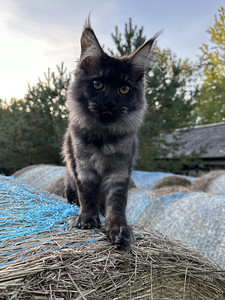 Mainecoon kass (1 foto / 5)