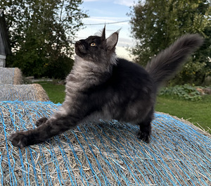 Mainecoon kass (5 foto / 5)
