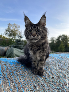Mainecoon kass (1 foto / 5)