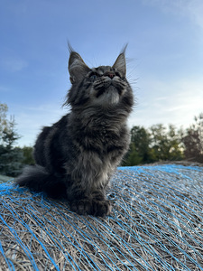 Mainecoon kass (2 foto / 5)