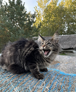 Mainecoon kass (5 foto / 5)