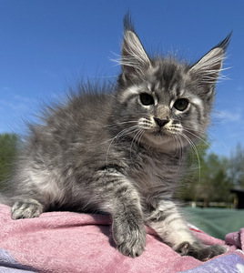 Maine coon (2 фото из 6)