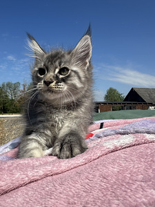 Maine coon (4 фото из 6)