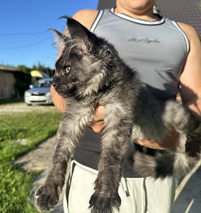 Mainecoon (2 foto / 7)