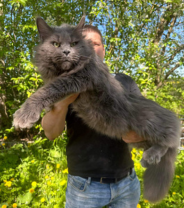 Mainecoon (6 foto / 7)