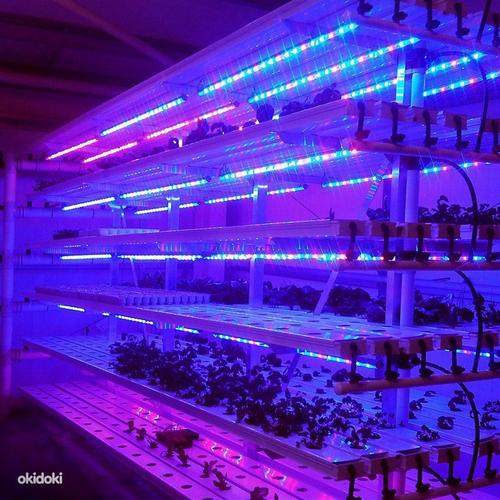 FITO LED лента для растений 14,4W/m 60L/m 12V (фото #1)