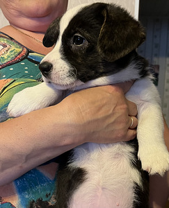 Welsh Corgi Cardigan kutsikad (7 foto / 9)