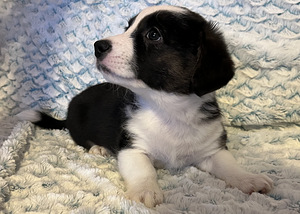 Welsh Corgi Cardigan kutsikad (8 foto / 9)