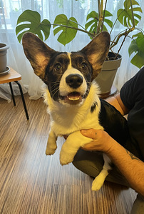Welsh Corgi Cardigan kutsikad (2 foto / 6)
