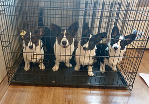 Welsh Corgi Cardigan kutsikad (5 foto / 6)