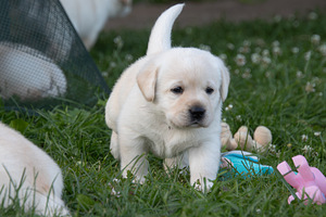 Labrador Retriever (3 foto no 10)