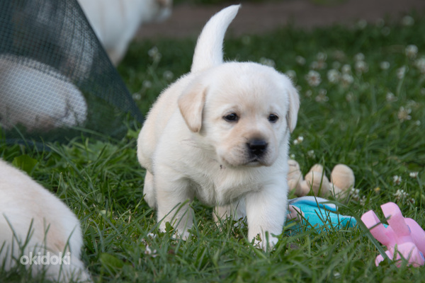 Labrador Retriever (foto #3)