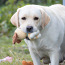 Labrador Retriever (foto #4)