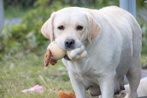 Labrador Retriever (4 foto no 10)