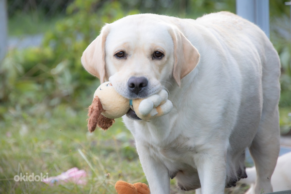 Labrador Retriever (foto #4)