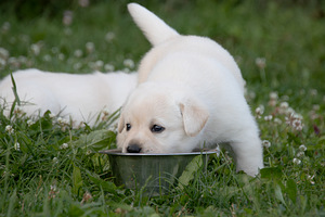 Labrador Retriever (5 foto no 10)