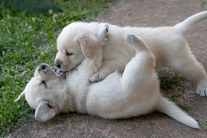 Labrador Retriever (7 foto no 10)